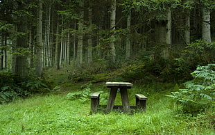 brown wooden framed brown padded chairs, photography, forest, bench, nature
