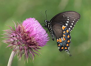 Giant Swallowtail Butterfly, spicebush HD wallpaper