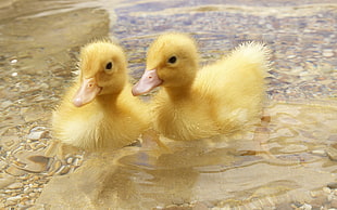 twp yellow ducklings floating on body of water HD wallpaper