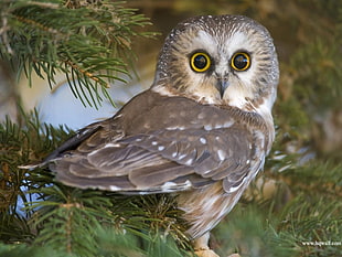 brown owl, nature, animals, birds, owl