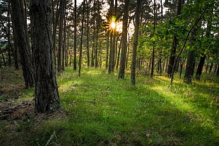 landscape photography of trees at forest