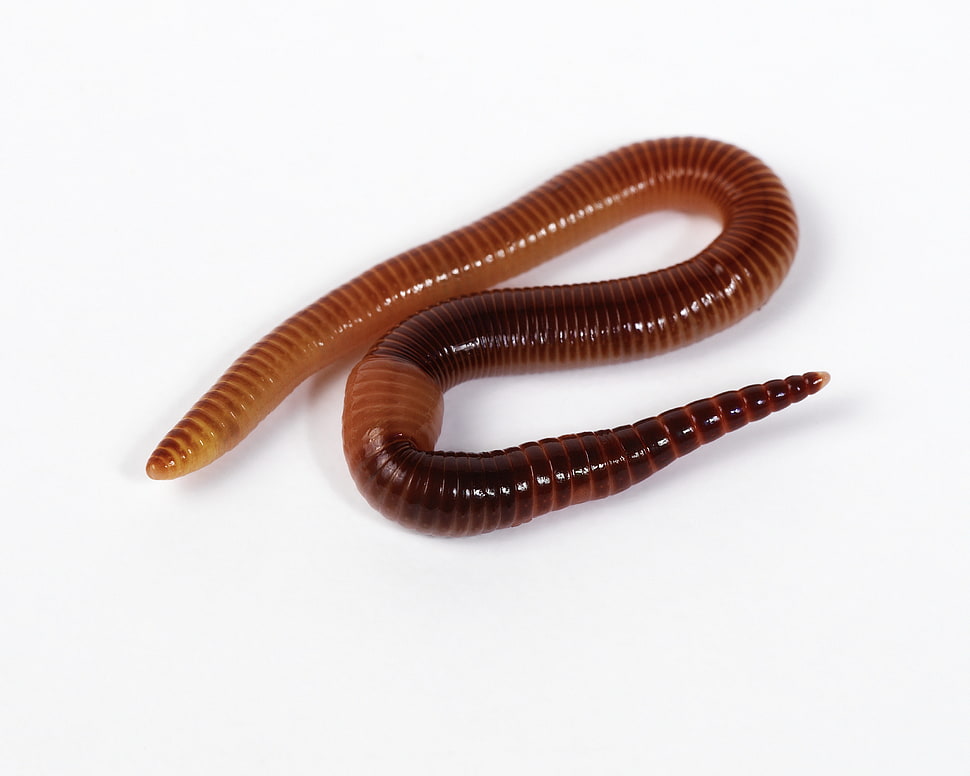 brown earthworm HD wallpaper