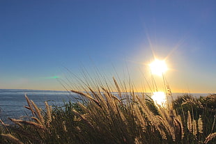 photography of wheat field near ocean