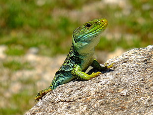 green lizard on gray rock