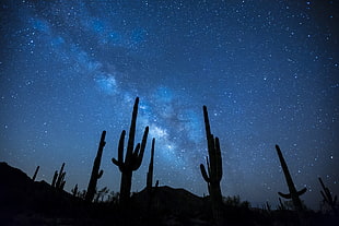 silhouette of cactus during night time