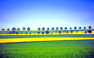 trees beside body of water under blue sky illustration