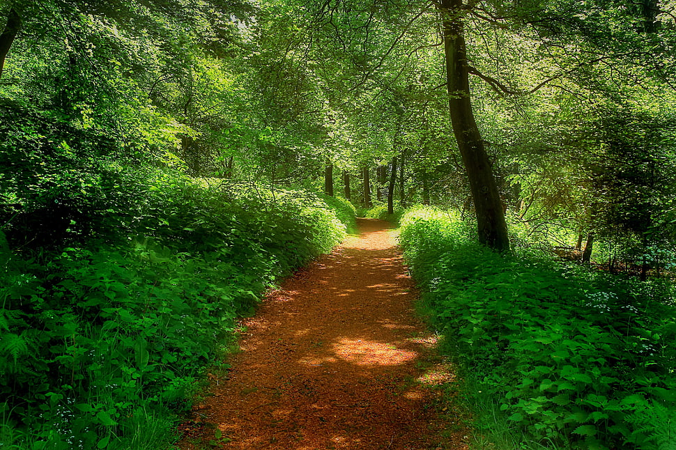green leafed tree, nature, forest, path, trees HD wallpaper