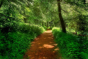green leafed tree, nature, forest, path, trees HD wallpaper