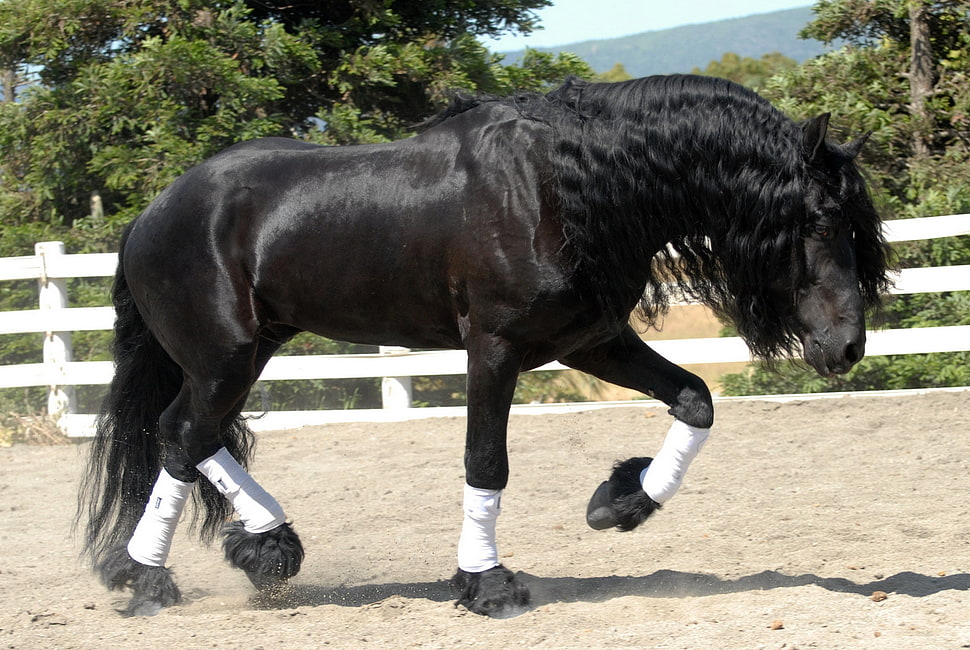 black stallion during daytime HD wallpaper