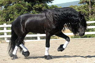 black stallion during daytime