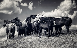two black and white horses, animals, horse, monochrome