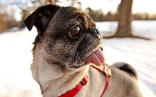 black and brown pug