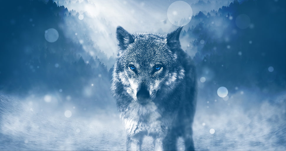 gray wolf on white land digital wallpaper HD wallpaper