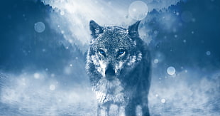 gray wolf on white land digital wallpaper