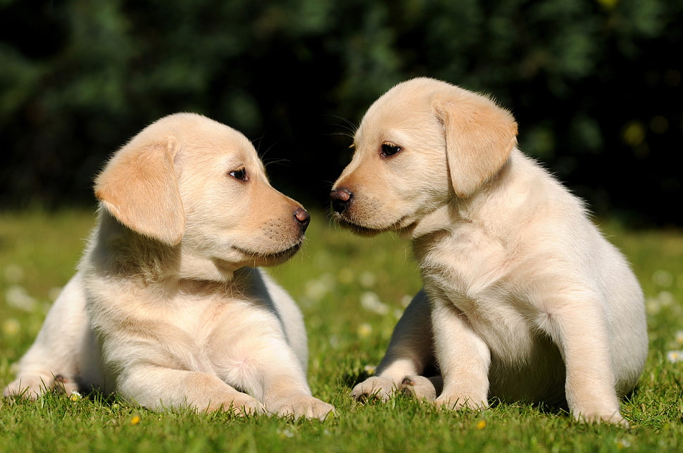 two yellow Labrador Retriever puppies HD wallpaper