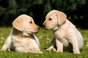 two yellow Labrador Retriever puppies
