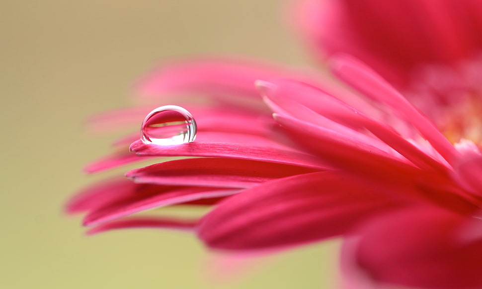 shallow focus photography of red flower petals HD wallpaper