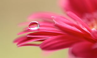 shallow focus photography of red flower petals