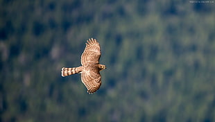 brown hawk spreading wings while on air