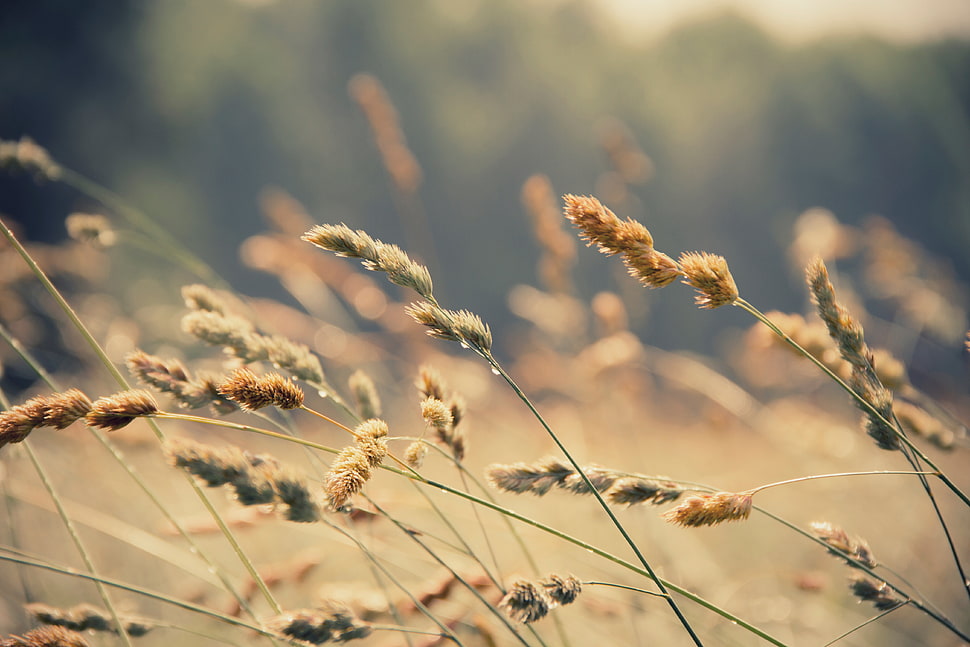 green-and-brown grass at daytime HD wallpaper