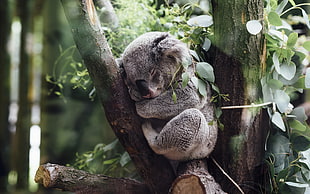 gray koala, animals, koalas