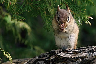 brown squirrel on gray pine tree branch