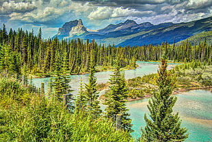 green pine tree lot, bow river, rocky mountains