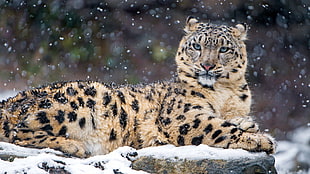 brown cheetah, animals, snow leopards, leopard