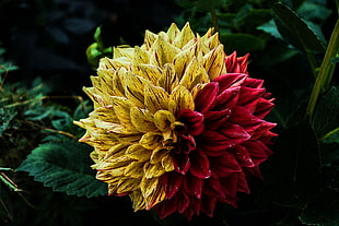 yellow and red flower plant