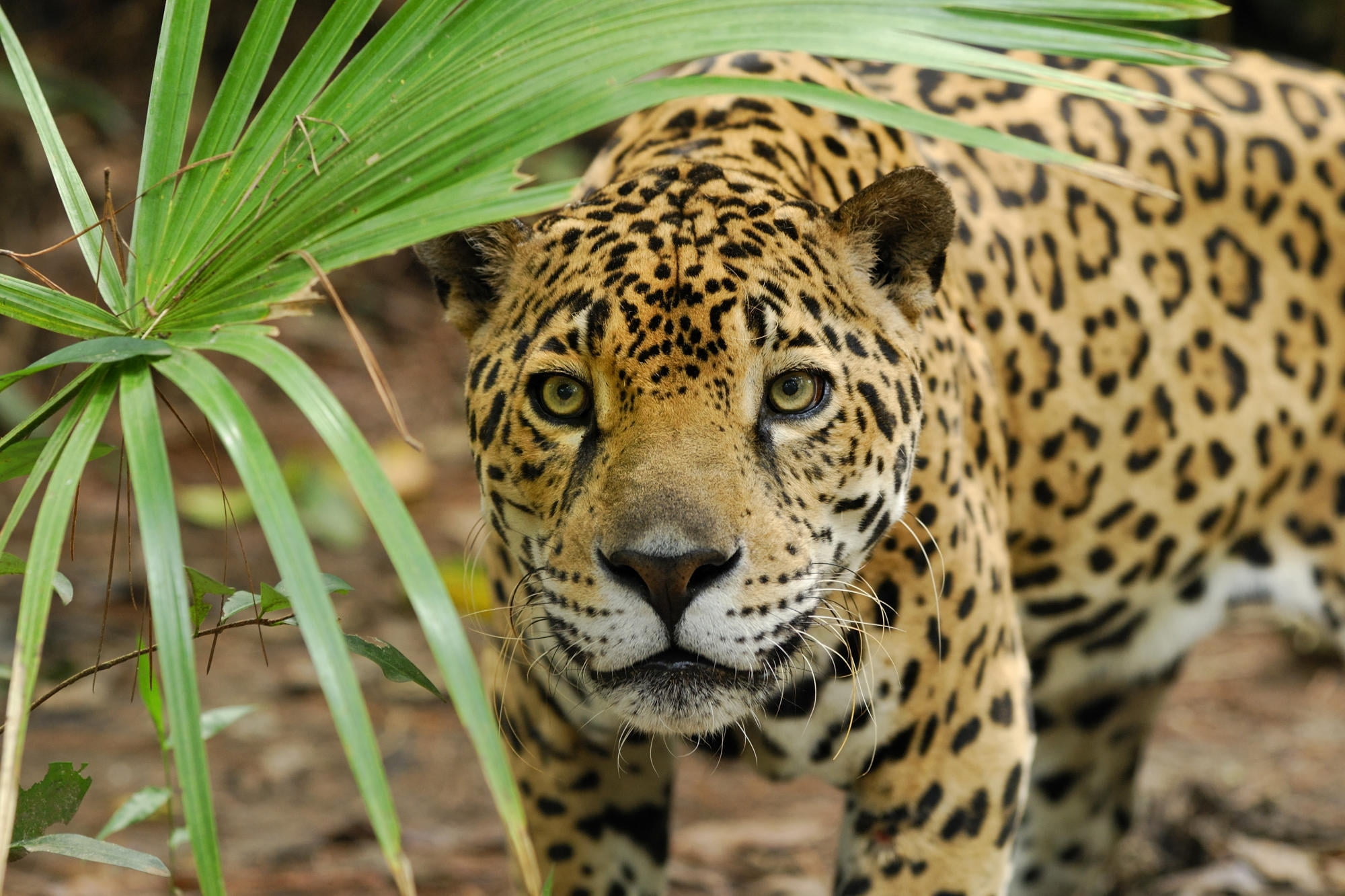shallow focus photography of leopard