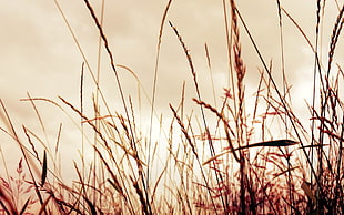 brown wheat field photo HD wallpaper