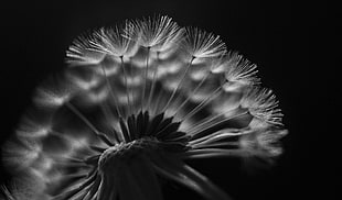 gray scale photography of dandelion