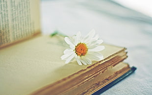 white petaled flower at the book