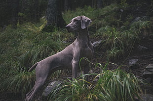 gray Weimaraner in forest HD wallpaper