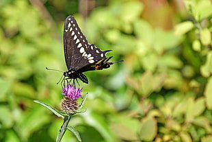 black and white swallowtail butterfly perched on pink flower