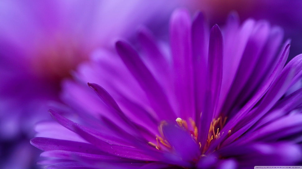 closeup photography of purple aster flower, flowers, purple flowers, macro, plants HD wallpaper