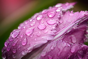 closeup photo of pink Jagged Tulip flower at water drops HD wallpaper