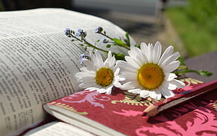 white Daisy flowers in red book HD wallpaper