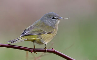 shallow focus photography of grey,green and brown bird on stem, orange-crowned warbler