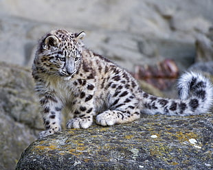 photography of Leopard cub