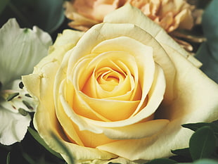 yellow rose, Rose, Bud, Petals