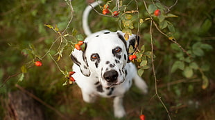 dalmatian puppy, animals, dog, Dalmatian HD wallpaper