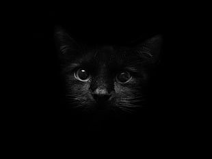 black cat
