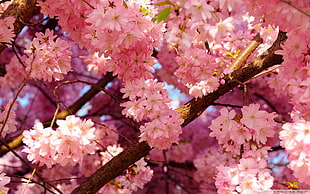 close-up photography of pink cherry blossom tree