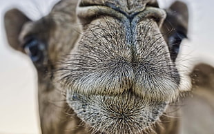 shallow focus photography camel during daytime