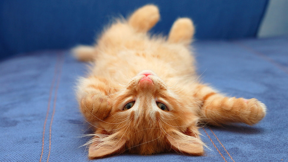 yellow tabby kitten, cat, upside down, animals HD wallpaper