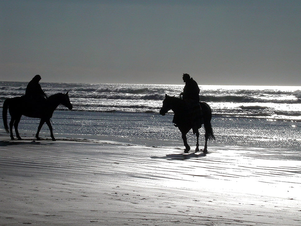 two horses, horse, beach, sea HD wallpaper