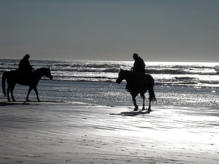 two horses, horse, beach, sea