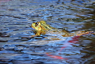 brown frog on water