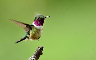 green, purple,and green flying hummingbird